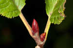 Green alder <BR>Mountain alder